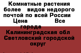 Комнатные растения более200видов недорого почтой по всей России › Цена ­ 100-500 - Все города  »    . Калининградская обл.,Светловский городской округ 